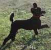 A photo of Sunridge Princess of My Dreamz, a blue standard poodle