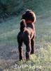 A photo of Sunridge Princess of My Dreamz, a blue standard poodle