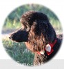 A photo of Sunridge Princess of My Dreamz, a blue standard poodle