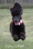 A photo of Sunridge Princess of My Dreamz, a blue standard poodle