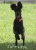 A photo of Sunridge Princess of My Dreamz, a blue standard poodle