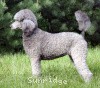 A photo of Sunridge Crystal Vision, a silver standard poodle