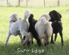 A photo of Sunridge Princess of My Dreamz, a blue standard poodle