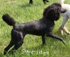 A photo of Sunridge Princess of My Dreamz, a blue standard poodle