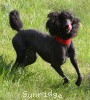 A photo of Sunridge Princess of My Dreamz, a blue standard poodle