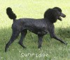 A photo of Sunridge Princess of My Dreamz, a blue standard poodle