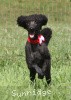 A photo of Sunridge Princess of My Dreamz, a blue standard poodle