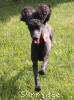 A photo of Sunridge Princess of My Dreamz, a blue standard poodle