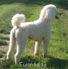 A photo of Amandi's Moonbeam, a white standard poodle