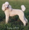 A photo of Sunridge Exquisite Lilly of the Stars, a white standard poodle