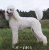 A picture of Sunridge Exquisite Lilly of the Stars, a white standard poodle