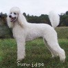 A photo of Sunridge Exquisite Lilly of the Stars, a white standard poodle