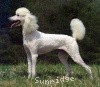 A photo of Sunridge Exquisite Lilly of the Stars, a white standard poodle