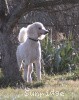 A photo of Sunridge Untouchably Elite, a white standard poodle