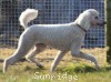 A photo of Sunridge Untouchably Elite, a white standard poodle