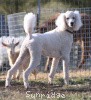 A photo of Sunridge Untouchably Elite, a white standard poodle