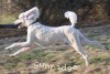 A photo of Sunridge Untouchably Elite, a white standard poodle