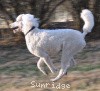 A photo of Sunridge Untouchably Elite, a white standard poodle