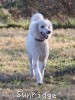 A photo of Sunridge Untouchably Elite, a white standard poodle