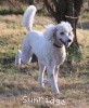 A photo of Sunridge Untouchably Elite, a white standard poodle