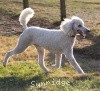 A photo of Sunridge Untouchably Elite, a white standard poodle