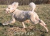 A photo of Sunridge Untouchably Elite, a white standard poodle