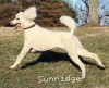 A photo of Sunridge Untouchably Elite, a white standard poodle