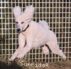 A photo of Sunridge Untouchably Elite, a white standard poodle