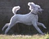 A photo of Sunridge Untouchably Elite, a white standard poodle