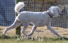 A photo of Sunridge Untouchably Elite, a white standard poodle