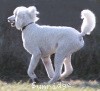 A photo of Sunridge Untouchably Elite, a white standard poodle
