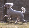 A photo of Sunridge Untouchably Elite, a white standard poodle