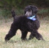 A photo of Sunridge Unforgettable Dreamz of Paris, a blue standard poodle