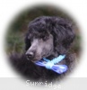 A photo of Sunridge Unforgettable Dreamz of Paris, a blue standard poodle