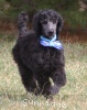 A photo of Sunridge Unforgettable Dreamz of Paris, a blue standard poodle