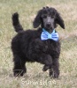 A photo of Sunridge Unforgettable Dreamz of Paris, a blue standard poodle