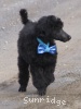 A photo of Sunridge Unforgettable Dreamz of Paris, a blue standard poodle