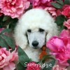 A photo of Sunridge Forever Untouchable, a white standard poodle