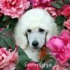 A photo of Sunridge Forever Untouchable, a white standard poodle