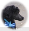 A photo of Sunridge Unforgettable Dreamz of Paris, a blue standard poodle