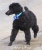 A photo of Sunridge Unforgettable Dreamz of Paris, a blue standard poodle