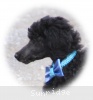 A photo of Sunridge Unforgettable Dreamz of Paris, a blue standard poodle