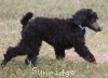 A photo of Sunridge Unforgettable Dreamz of Paris, a blue standard poodle