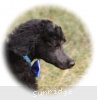 A photo of Sunridge Unforgettable Dreamz of Paris, a blue standard poodle