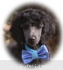 A photo of Sunridge Unforgettable Dreamz of Paris, a blue standard poodle