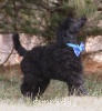 A photo of Sunridge Unforgettable Dreamz of Paris, a blue standard poodle