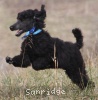 A photo of Sunridge Unforgettable Dreamz of Paris, a blue standard poodle