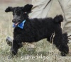 A photo of Sunridge Unforgettable Dreamz of Paris, a blue standard poodle