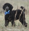 A photo of Sunridge Unforgettable Dreamz of Paris, a blue standard poodle