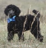 A photo of Sunridge Unforgettable Dreamz of Paris, a blue standard poodle